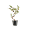 Pinus sylvestris - B5388