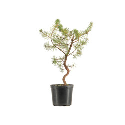 Pinus sylvestris - B5388