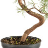 Pinus sylvestris - B5388