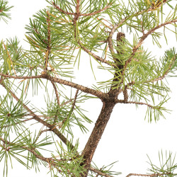 Pinus sylvestris - B5388