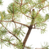 Pinus sylvestris - B5388
