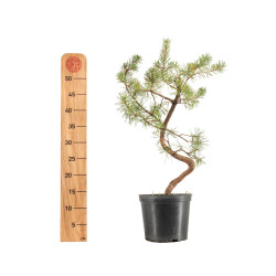 Pinus sylvestris - B5388