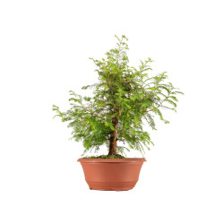 Taxodium - B5389