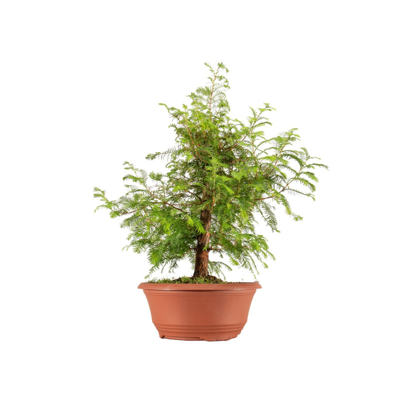 Taxodium - B5389