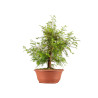 Taxodium - B5389