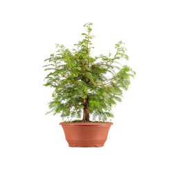 Taxodium - B5389