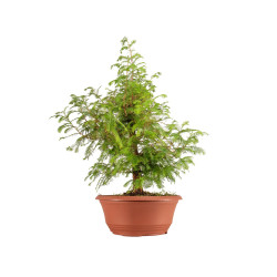 Taxodium - B5389
