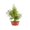 Taxodium - B5389
