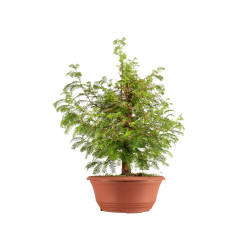 Taxodium - B5389