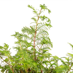 Taxodium - B5389