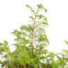 Taxodium - B5389