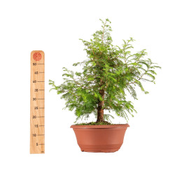 Taxodium - B5389