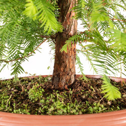 Taxodium - B5389
