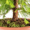 Taxodium - B5389
