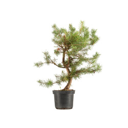 Pinus sylvestris - B5390