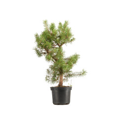 Pinus sylvestris - B5390