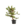 Pinus sylvestris - B5390