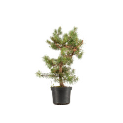 Pinus sylvestris - B5390