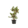 Pinus sylvestris - B5390