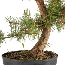 Pinus sylvestris - B5390