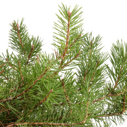 Pinus sylvestris - B5390