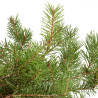 Pinus sylvestris - B5390
