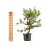 Pinus sylvestris - B5390
