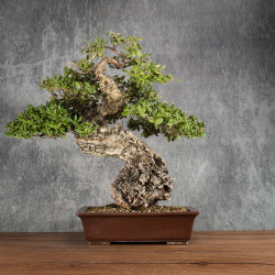 Quercus suber - B5400