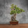 Quercus suber - B5400