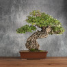 Quercus suber - B5400