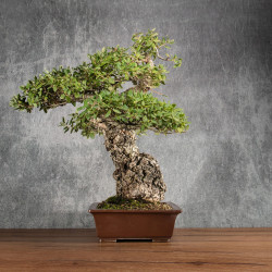 Quercus suber - B5400