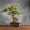 Quercus suber - B5400