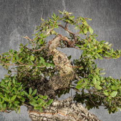Quercus suber - B5400