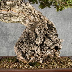Quercus suber - B5400