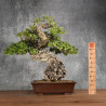 Quercus suber - B5400