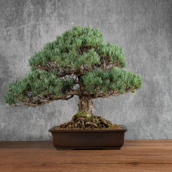 Pinus parviflora - B5401