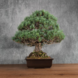 Pinus parviflora - B5401