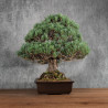 Pinus parviflora - B5401