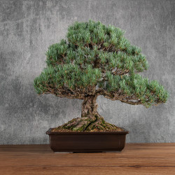 Pinus parviflora - B5401