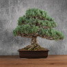 Pinus parviflora - B5401
