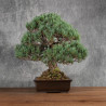 Pinus parviflora - B5401