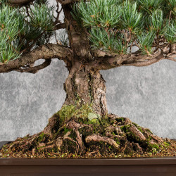 Pinus parviflora - B5401