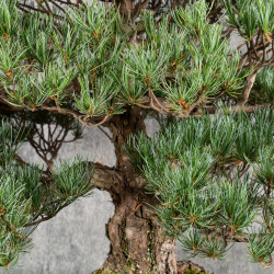 Pinus parviflora - B5401