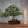 Pinus parviflora - B5401