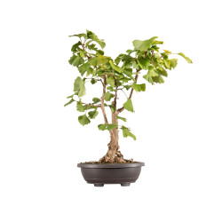 Ginkgo biloba - B5407