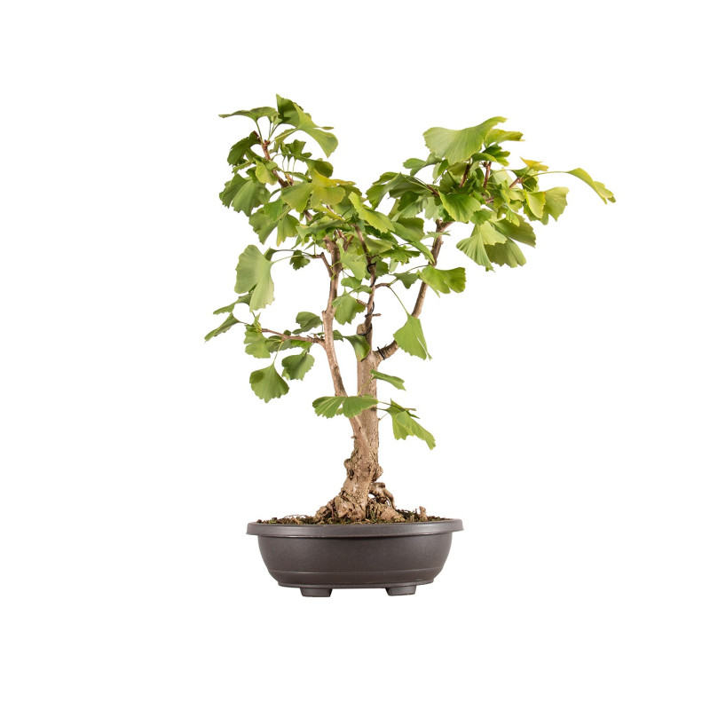 Ginkgo biloba - B5407