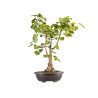 Ginkgo biloba - B5407