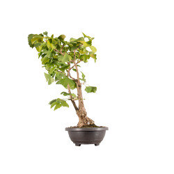 Ginkgo biloba - B5407