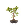 Ginkgo biloba - B5407