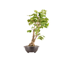 Ginkgo biloba - B5407